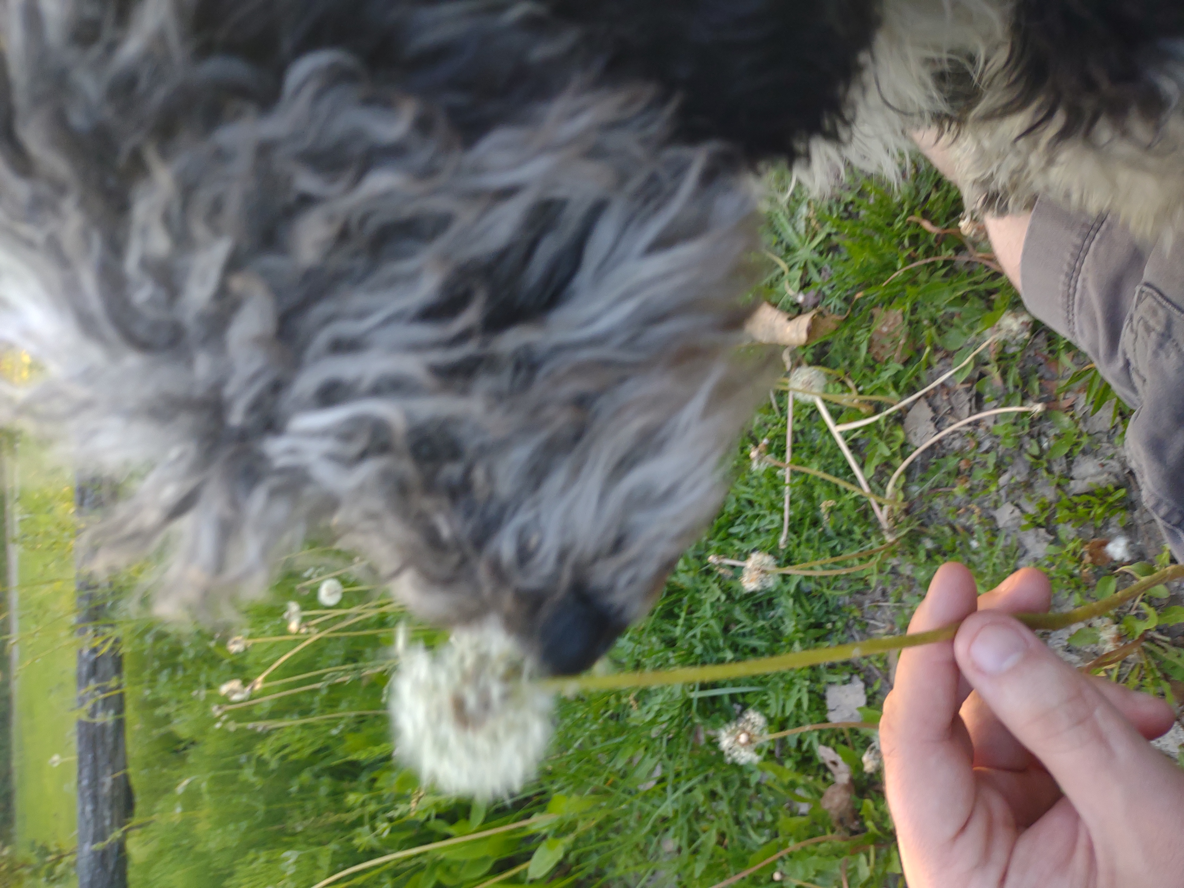 dog contemplating a dandelion