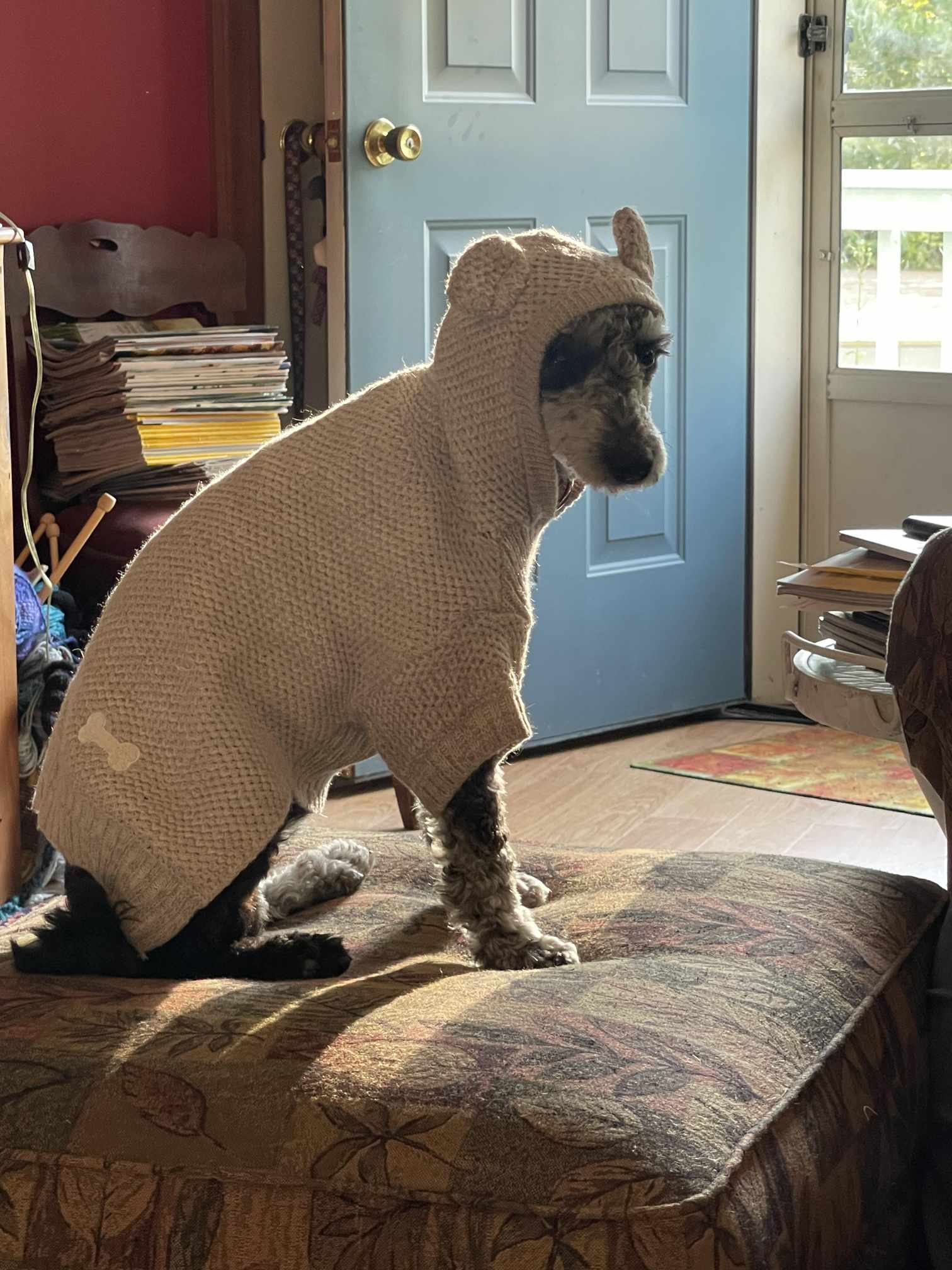 an unhappy dog in a sweater