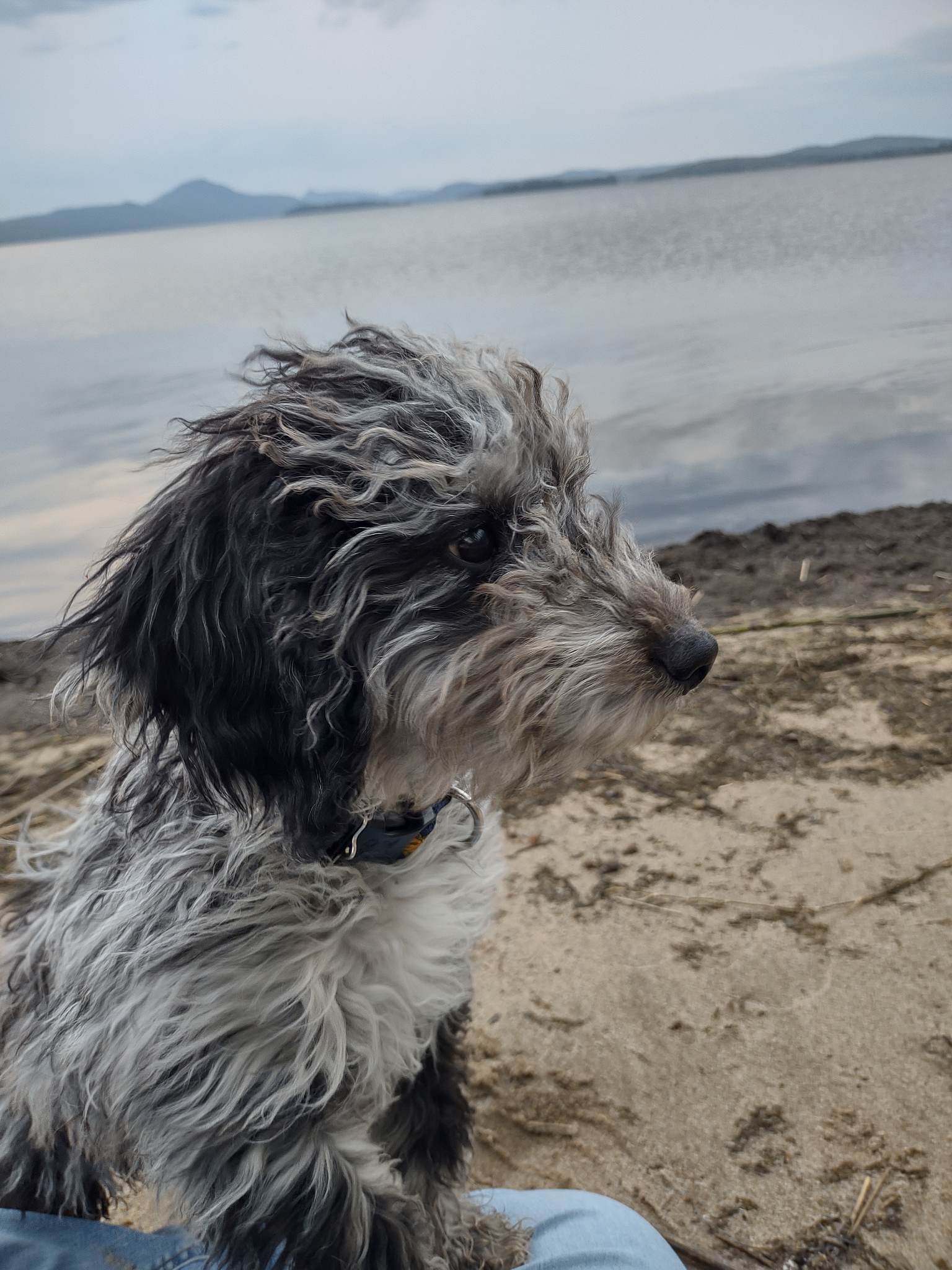 a dog with his fur blowing in the wind