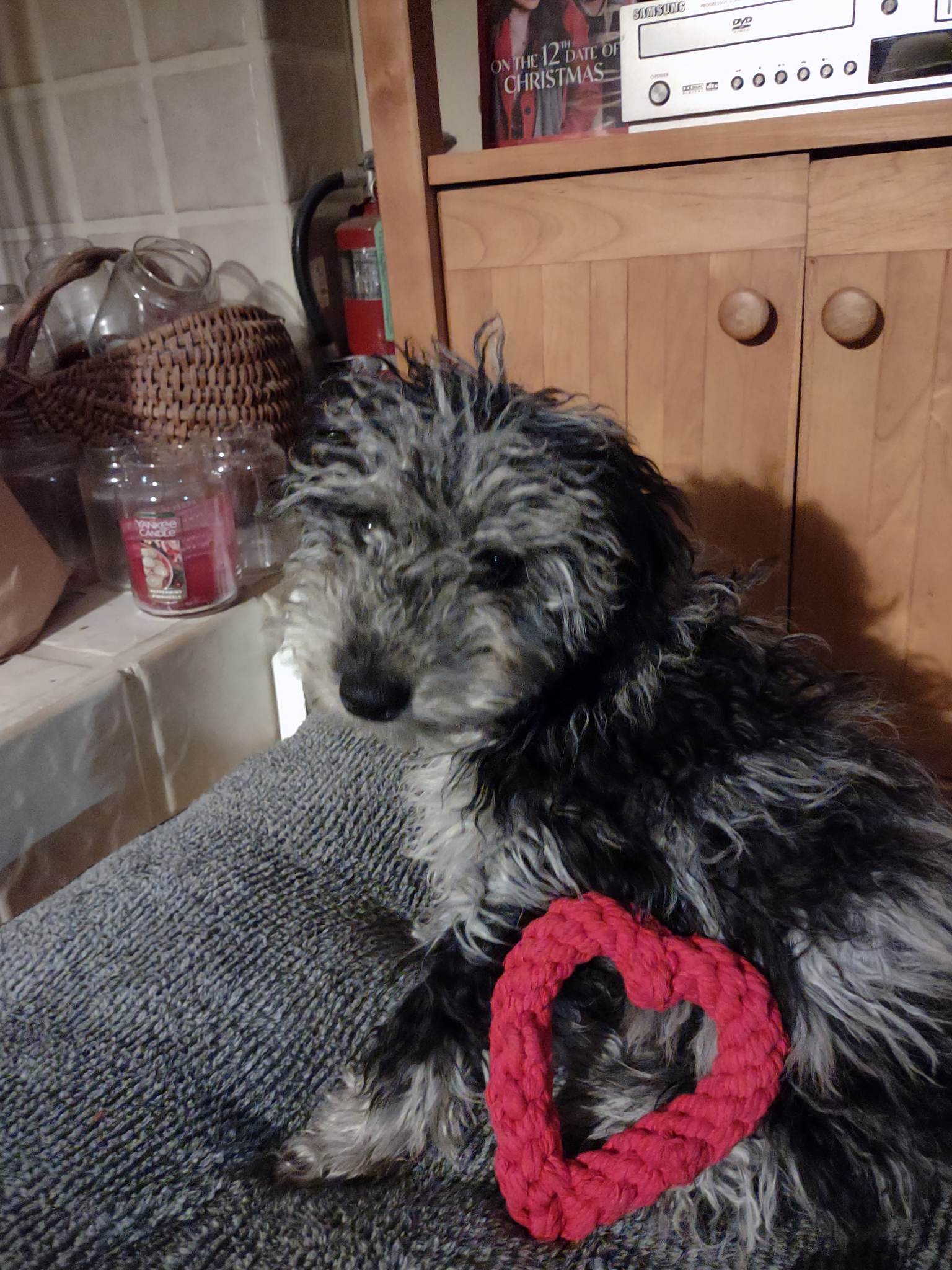 a puppy with a red heart shaped rope toy