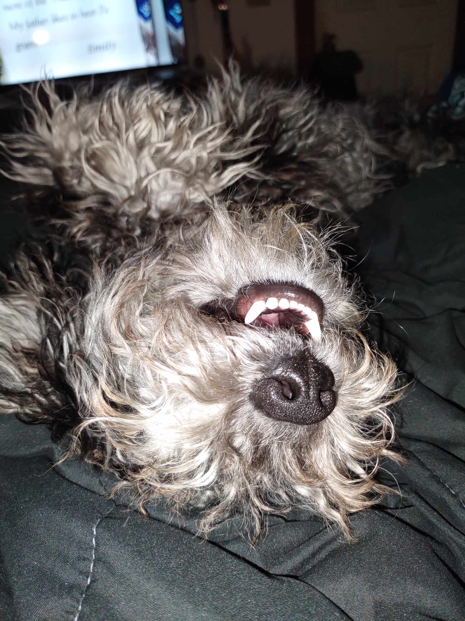 goofy dog laying upside down showing his teeth