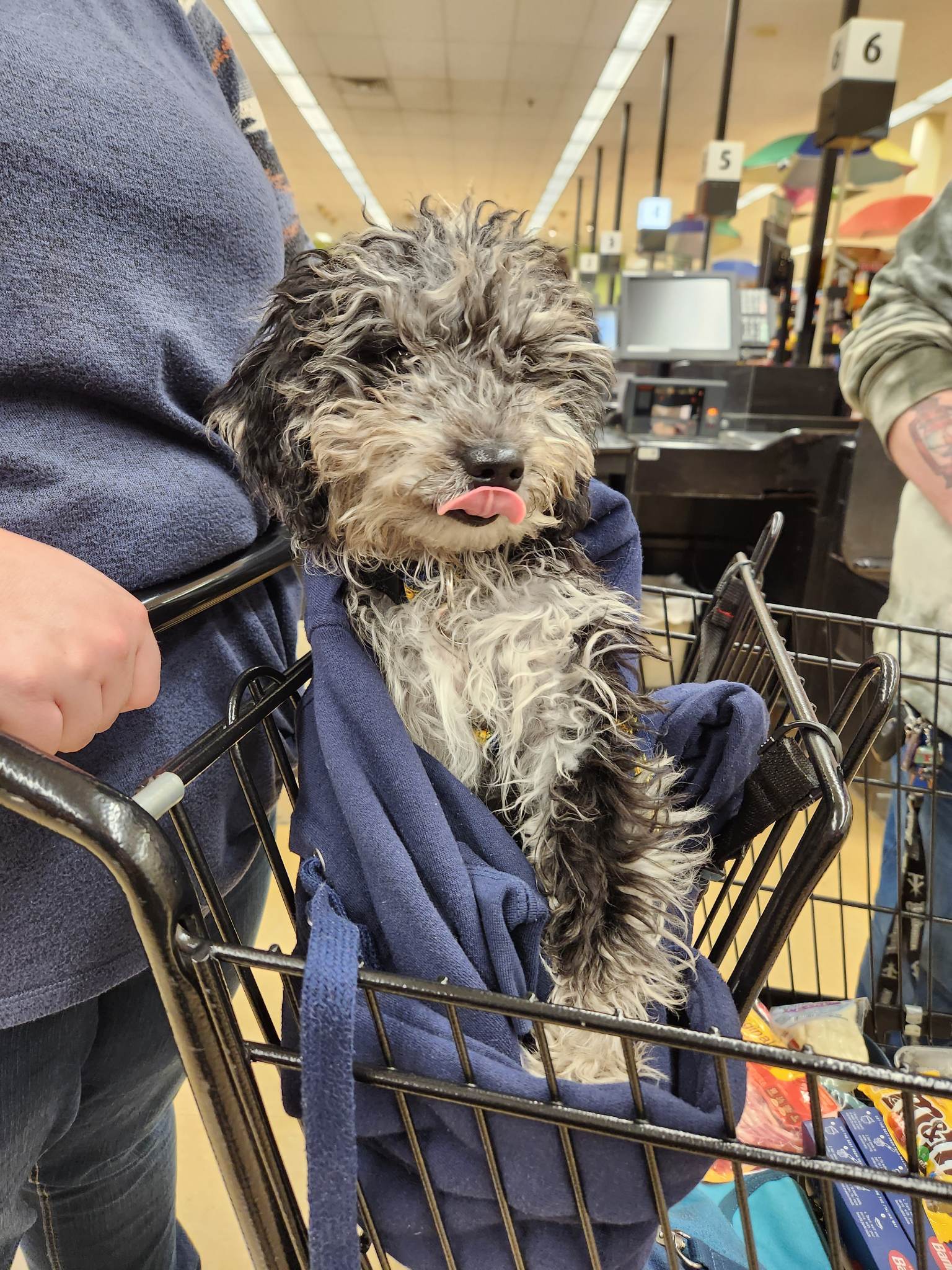 a dog sticking his tongue out